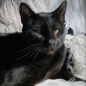 Cromwell -  Domestic Short Hair Cat for Adoption in Huntsville, Alabama - Cromwell | PetCurious