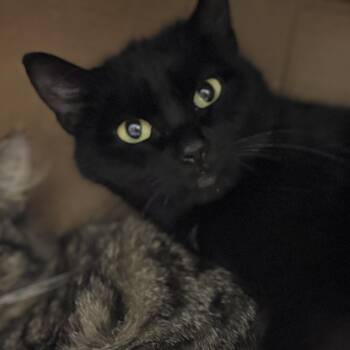 Domestic Short Hair Cats Available for Adoption in Ben Avon, Pennsylvania - Phoenix | PetCurious