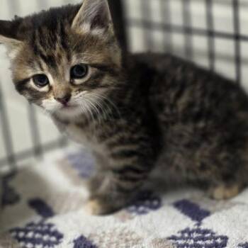 Alora -  Domestic Short Hair Cat for Adoption in Burlington, Iowa - Alora | PetCurious