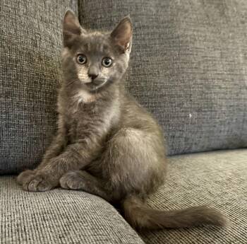 Rescue Russian Blue Cats for Adoption in Wimauma, Florida - Nico (& Nadia) | PetCurious