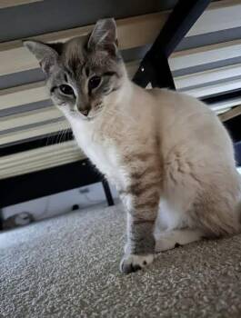 Domestic Short Hair Cats Available for Adoption - Calvin Klein | PetCurious