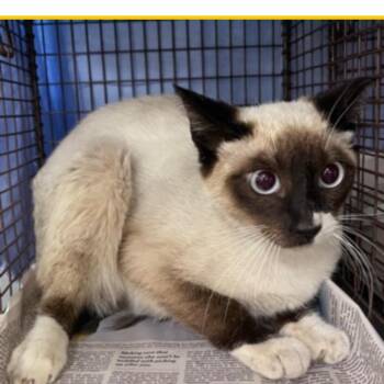 Loquita -  Siamese and Snowshoe Cat for Adoption in Los Angeles, California - Loquita | PetCurious