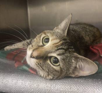 Rescue Domestic Short Hair Cats for Adoption in Bixby, Oklahoma - Jackie | PetCurious