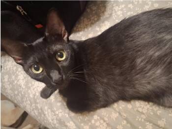 Moses -  Domestic Short Hair Cat for Adoption in San Diego, California - Moses | PetCurious