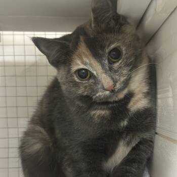 Rescue Domestic Short Hair Cats for Adoption in Nokesville, Virginia - Yuki | PetCurious