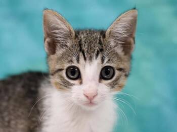 Tovey -  Domestic Short Hair Cat for Adoption in Portland, Oregon - Tovey | PetCurious