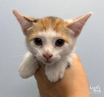 Heidi -  Domestic Short Hair Cat for Adoption in Washington, District Of Columbia - Heidi | PetCurious