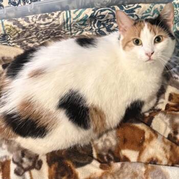 Domestic Short Hair Cats Available for Adoption - Jenna | PetCurious