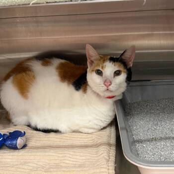 Domestic Short Hair Cats Available for Adoption in Buffalo, New York - Marley | PetCurious