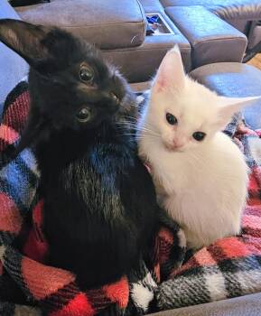 Rescue Domestic Short Hair Cats for Adoption in Waverly, Iowa - Spot And Tilt | PetCurious