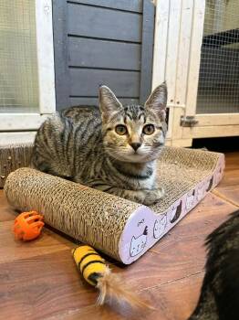 Domestic Short Hair Cats Available for Adoption in Calgary, Alberta - Blanche Devereaux | PetCurious