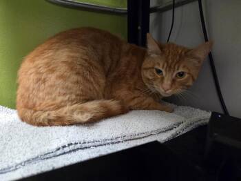 METEOR -  Domestic Short Hair Cat for Adoption in Kent, Washington - METEOR | PetCurious