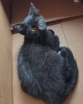 Raven -  Domestic Short Hair Cat for Adoption in Lincoln, Nebraska - Raven | PetCurious