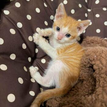 Robin (bonded with Batman) -  Domestic Short Hair Cat for Adoption in Madison, Wisconsin - Robin (bonded With Batman) | PetCurious