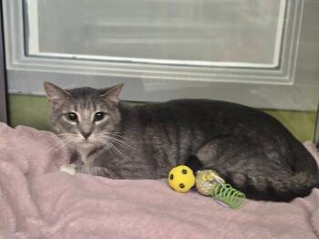 Cruz -  Domestic Short Hair Cat for Adoption in Dickson, Tennessee - Cruz | PetCurious