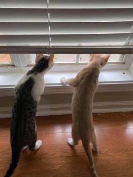 Domestic Short Hair Cats Available for Adoption - Sissy And Sassy - COURTESY POST | PetCurious