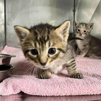 Cypress (mcac_kit1) -  Domestic Short Hair Cat for Adoption in Edwardsville, Illinois - Cypress (mcac_kit1) | PetCurious