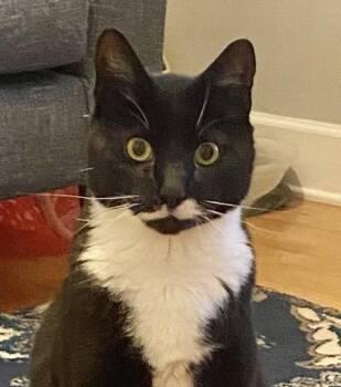 Tuxedo and Domestic Short Hair Cats Available for Adoption in Spring City, Pennsylvania - Stache | PetCurious