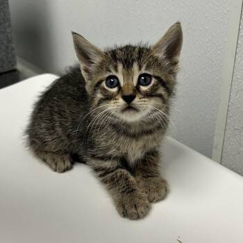 Domestic Short Hair Cats Available for Adoption in Abilene, Texas - Sol | PetCurious