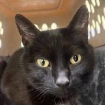 Domestic Short Hair Cats Available for Adoption in New York, New York - Bella Trix | PetCurious
