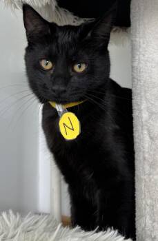 Niko, charming & curious- best baby. -  Abyssinian and Bombay Cat for Adoption in Bonney Lake, Washington - Niko, Charming & Curious- Best Baby. | PetCurious