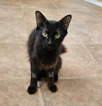 Rescue Domestic Long Hair Cats for Adoption in Jemez Pueblo, New Mexico - Deadbeat Debby | PetCurious