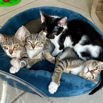 Cannoli -  Domestic Short Hair Cat for Adoption in Fort Lauderdale, Florida - Cannoli | PetCurious