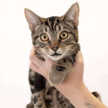 Bayou -  Domestic Short Hair Cat for Adoption in Buffalo, Minnesota - Bayou | PetCurious