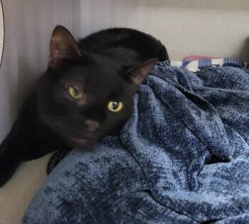 PawPaw -  Domestic Short Hair Cat for Adoption in Bloomington, Indiana - PawPaw | PetCurious
