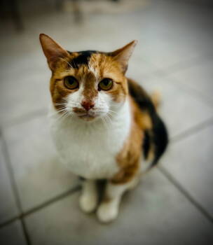 Rescue Torbie Cats for Adoption in Pacolet, South Carolina - Tetra Aug 25 | PetCurious