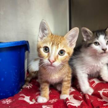 Jarritos -  Domestic Short Hair Cat for Adoption in Los Angeles, California - Jarritos | PetCurious