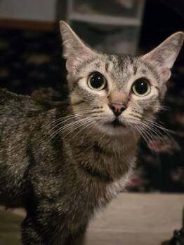 Rescue Domestic Short Hair Cats for Adoption in Albany, Wisconsin - Foxy | PetCurious