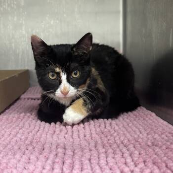 Rescue Domestic Short Hair Cats for Adoption in Newark, New Jersey - Olive | PetCurious