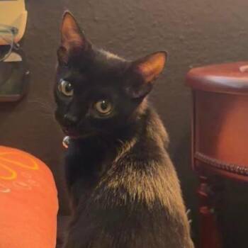Kitty -  Domestic Short Hair Cat for Adoption in Port Richey, Florida - Kitty | PetCurious