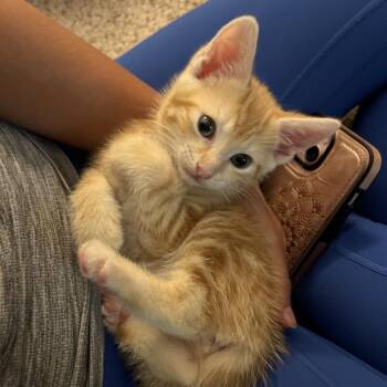 Skippy 4898 -  Domestic Short Hair Cat Available for Adoption in Hamilton, Georgia - Skippy 4898 | PetCurious