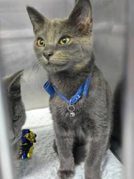 Ella -  Domestic Short Hair Cat for Adoption in Mount Vernon, Ohio - Ella | PetCurious