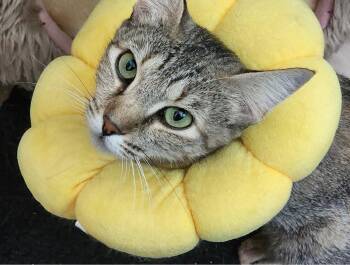 Tori -  Domestic Short Hair Cat for Adoption in Corrales, New Mexico - Tori | PetCurious