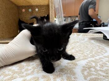 Domestic Short Hair Cats Available for Adoption in Rancho Cucamonga, California - DORY | PetCurious