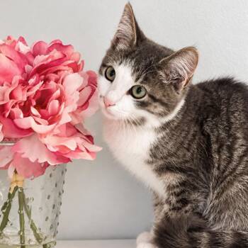 Jade -  Domestic Short Hair Cat for Adoption in Syosset, New York - Jade | PetCurious