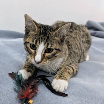 Pua -  Domestic Short Hair Cat for Adoption in Springfield, Illinois - Pua | PetCurious