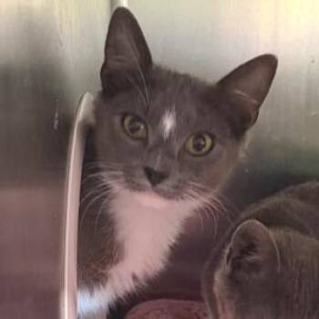 Dewy -  Domestic Short Hair Cat for Adoption in Cumming, Georgia - Dewy | PetCurious
