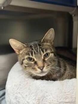 Marge -  Domestic Short Hair Cat for Adoption in Whitby, Ontario - Marge | PetCurious