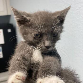 Mookie -  Domestic Short Hair Cat for Adoption in Riverside, California - Mookie | PetCurious