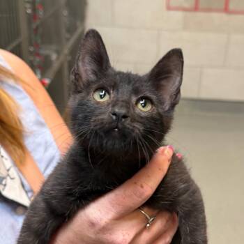 Toast -  Domestic Short Hair Cat for Adoption in Midland, Texas - Toast | PetCurious