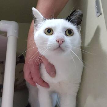 Orval -  Domestic Short Hair Cat for Adoption in Walker, Michigan - Orval | PetCurious
