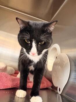 Domestic Short Hair Cats Available for Adoption in Heber City, Utah - LeRoy | PetCurious