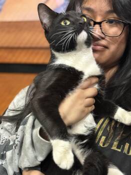 Domestic Short Hair Cats Available for Adoption - Rocky | PetCurious