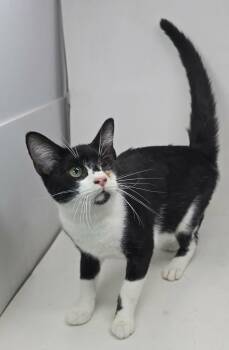 Domestic Short Hair and Tuxedo Cats Available for Adoption in New York, New York - Lefty Lopez *foster Needed*  | PetCurious