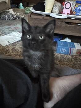 Domestic Long Hair Cats Available for Adoption in Rosenberg, Texas - Millicent Dub | PetCurious