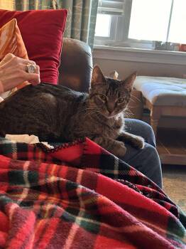 Rescue Domestic Short Hair Cats for Adoption in Belchertown, Massachusetts - Komeko | PetCurious